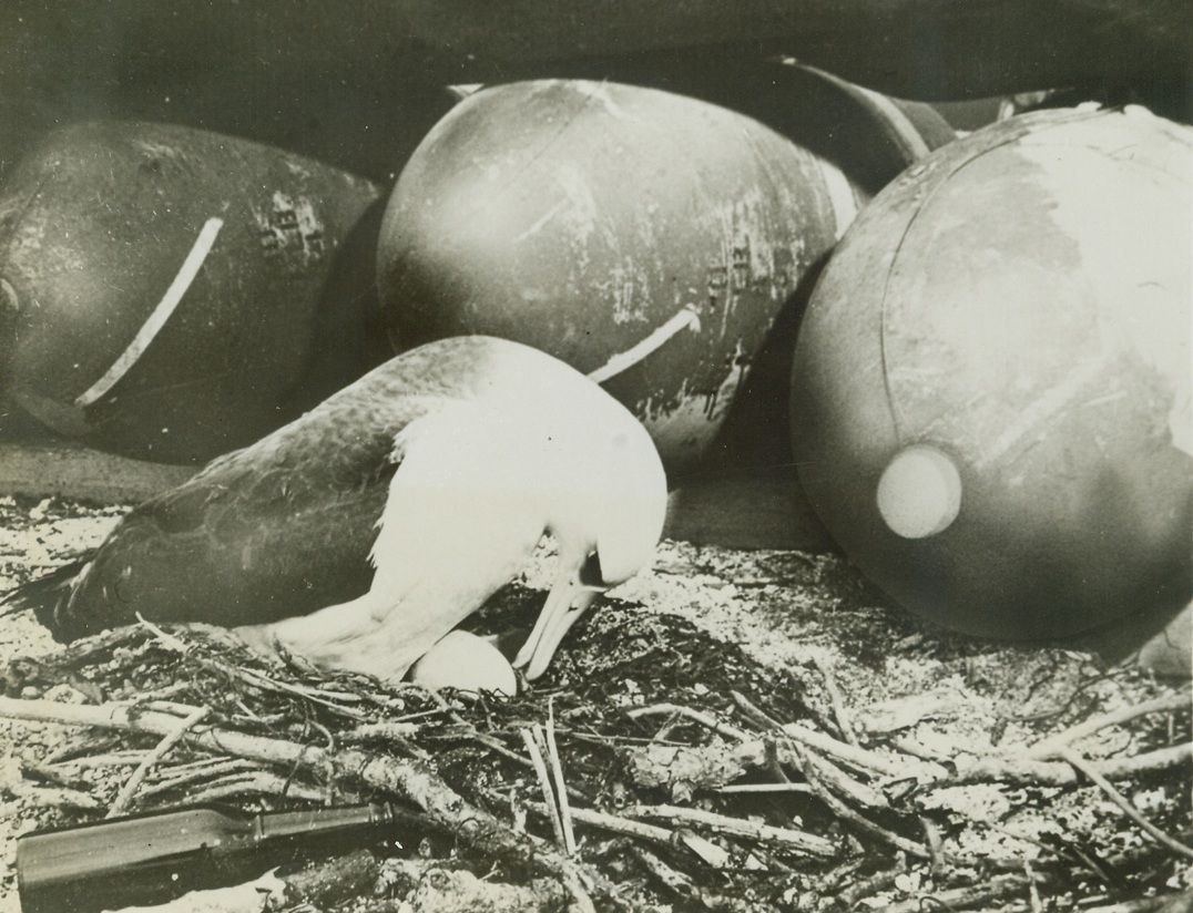 CONTRAST IN EGGS, 3/1/1943. SOMEWHERE IN THE MID-PACIFIC—A goonie bird, nesting in the shelter of a row of bombs, looks down to compare the size of its egg with those big “eggs”, destined to blast at Jap positions somewhere in the Pacific. Unaware, the bird proves again that “ignorance is bliss.” Credit: ARMY AIR FORCE PHOTO FROM ACME.;