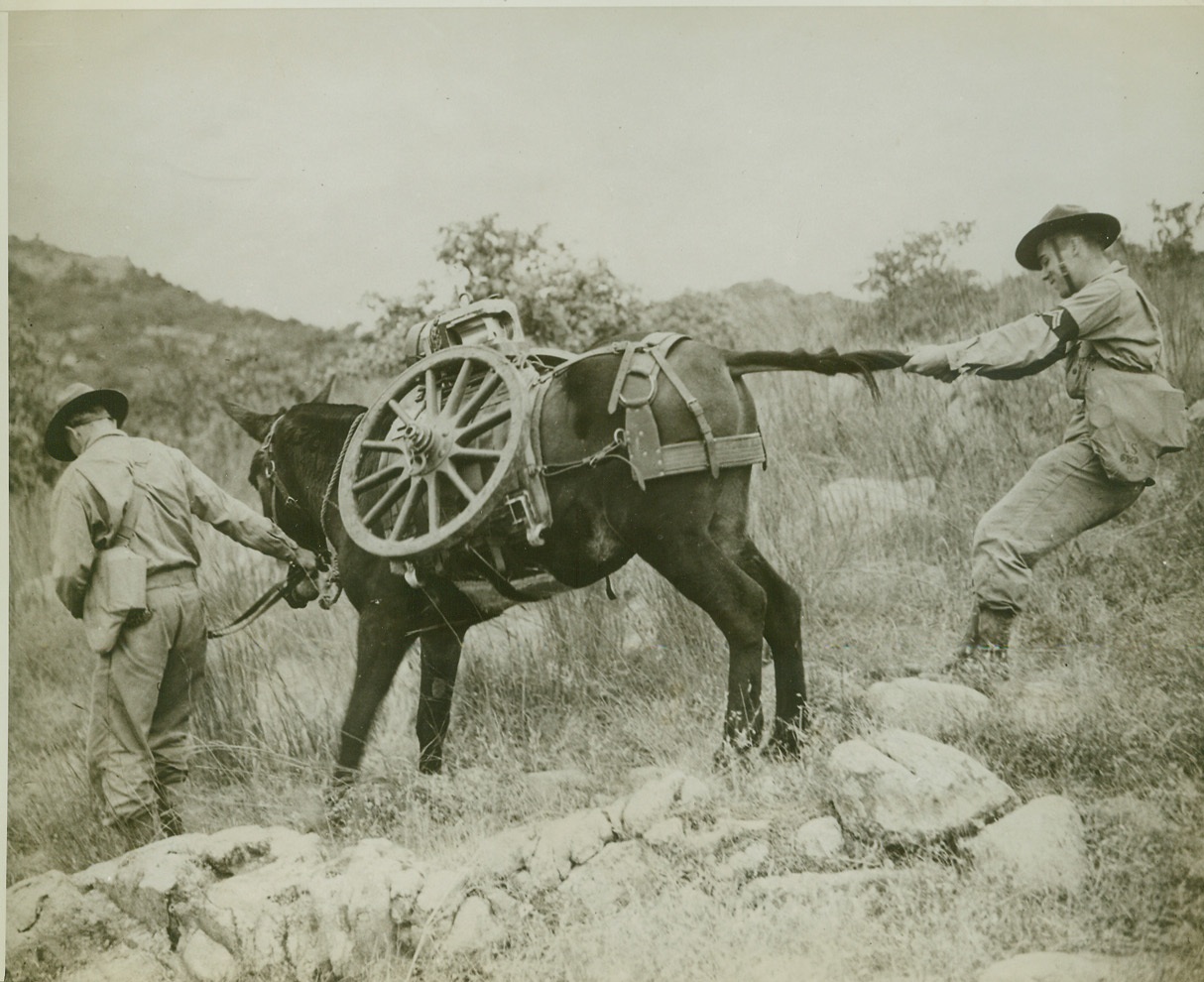 GO LONG MULE, 12/23/1942. FORT SILL, OKLAHOMA—Even in this man’s modernized Army, the famous Army mule is still turning soldier’s hair gray with its stubbornness. But so far, no substitute has been found that can surpass the mule for hauling equipment over mountain trails. Here, two artillerymen try to coax an army mule into movement. Credit: US Army photo via OWI Radiophoto from ACME;