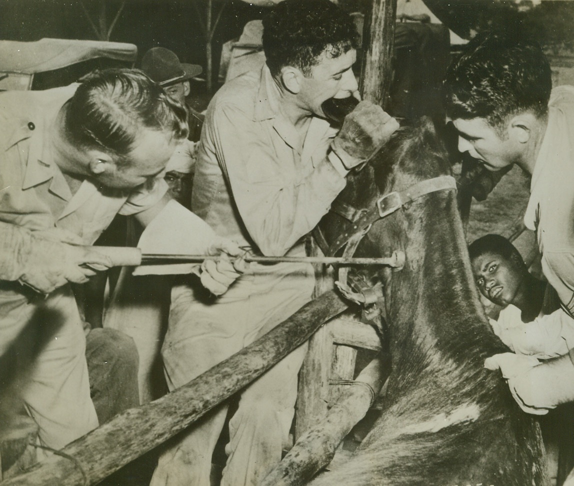 Man Bites Mule, 10/23/1944. Ramgarh, India – Although it’s only a slight variation on the popular prescription for “news”, it isn’t news when man bites mule, unless you aren’t acquainted with the ways of muleskinners, Sgt. Fred Parker of Ozona, Tex., bites the ear of a mule to take the animal’s mind off branding operations.  Lt. Carl W. Shultz, Independence, MO, of the Army veterinary Corps, wields the branding iron and Sgt. R. Sterling (right), Crawford, Neb., assists.  The mule is one of a group of new arrivals at Ramgarh in the C.B.I.Credit line (Signal Corps photo from ACME);