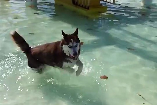 Doggie Paddle Day Offers Pups Pool Time)