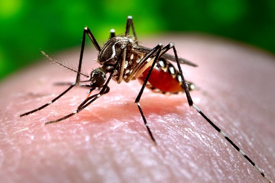 City Urges Citizens to Join in Mosquito-Prevention Efforts)