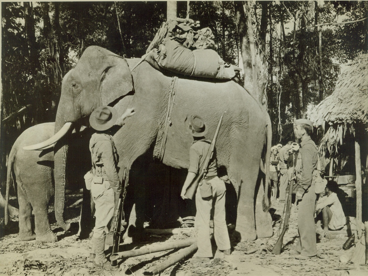 HE DOESN’T FORGET, BUT –, 2/19/1943. SOMEWHERE IN INDIA – Three U.S. soldiers hail the appearance of the elephant who carries their bedding. (Left to right) Corp. Darrall McAfee, Sedan, Kansas; Pvt. Jimmie M. Bartlett, Silver City, New Mexico; and Pvt. Raymond H. Hohn, San Francisco, hunt for their blankets before making camp after a day’s hike in India. The elephant, who leaves after the soldiers start on the march, never forgets the bedding, but being partly wild, often takes roundabout shortcuts to turn in at a later hour. As a result, Nagas are now toting bedding instead of the irresponsible Jumbo. Credit: Official U.S. Army photo – ACME;