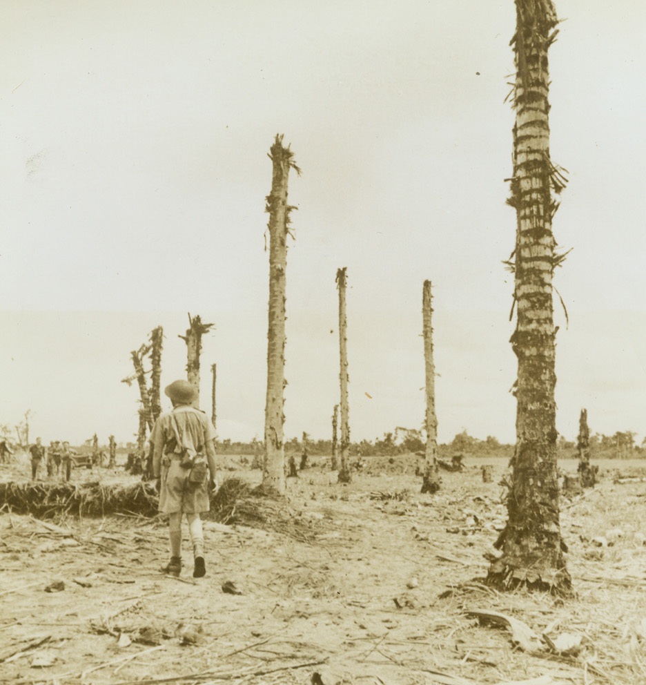 Cocoanut Grove, 2/6/1943. New Guinea – Stripped of their bark, their fruit and their foliage, these bare cocoanut trees stand as grim reminders of the fierce fighting that took place at this end of Old Air strip during the Buna campaign.  Australian 25 pounders and artillery fire wrecked the graceful trees as well as the Japs. Latest reports received indicate that the Japs have been routed from Papua and are now being subjected to heavy pounding from Allied aircraft at Lae.;