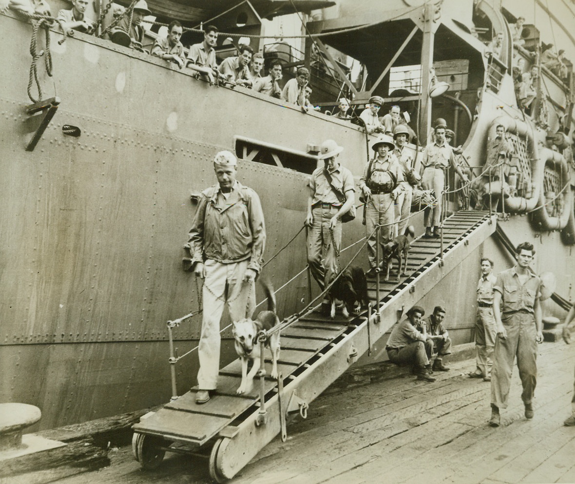 Marines Relieved After Guadalcanal Fighting, 2/13/1943. Weary after months of bitter fighting on Guadalcanal, these U.S. Marines are shown as they arrived at a South Pacific port, heading for a welcome rest. Even the dogs some of the men are leading down the gangplank will get a much needed rest. Credit: Marines Corps photo from ACME;
