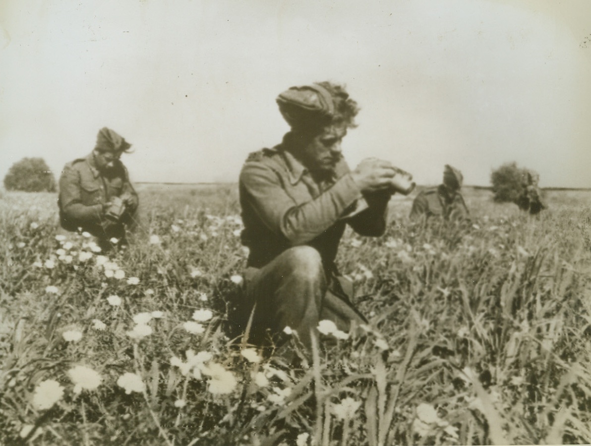 Death In a Daisy Field, 3/25/1943. Tunisia – This is the first picture showing action along the Mareth line, where the British Eighth Army is blasting at Rommel’s toughest defense.   These Eighth Army sappers (engineers) are not picking daisies; they’re searching for enemy mines in a field outside Medenine.  Credit line (ACME radio photo);