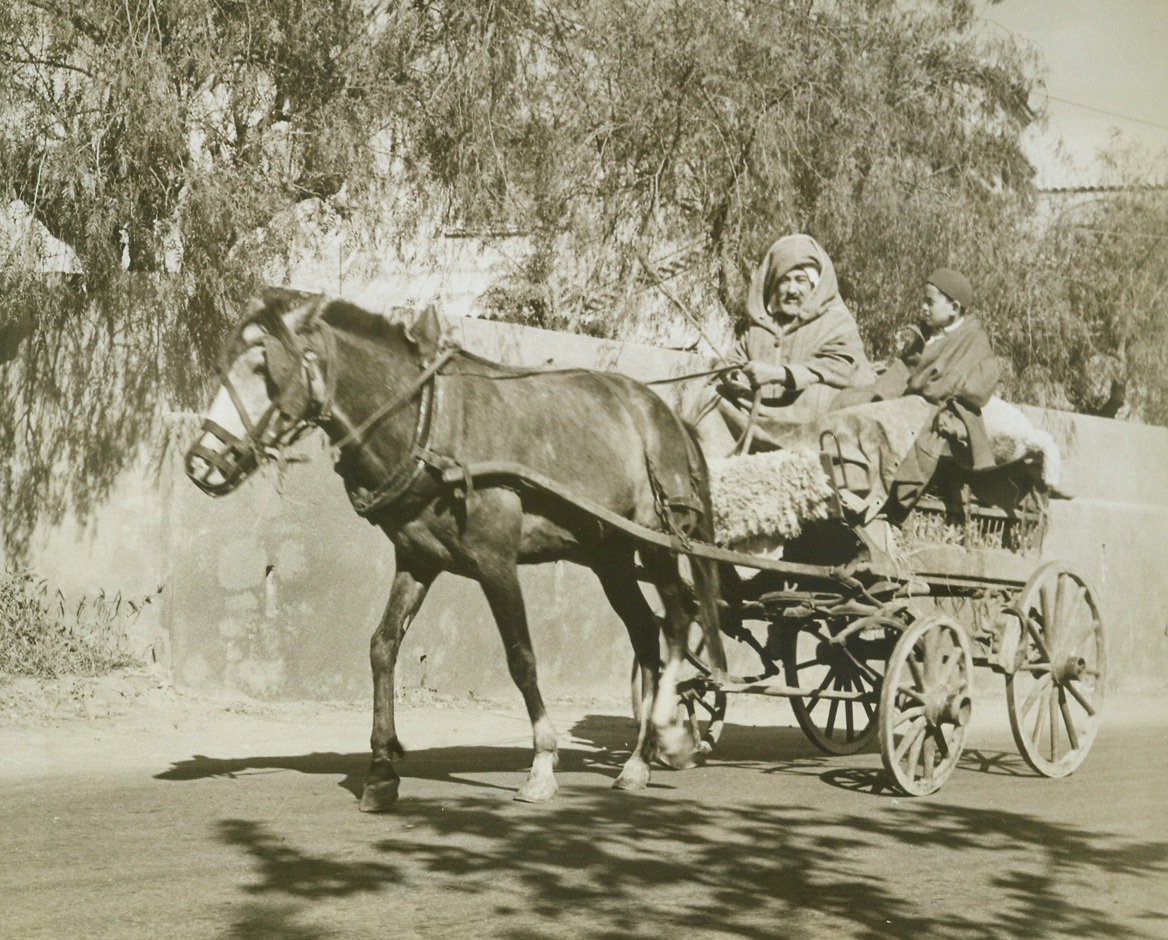 No Transportation Troubles Here, 6/2/1943. Algeria - - Untroubled by wartime gas rationing, this Arab uses his customary means of transportation to get to the hills of Algiers.  This tiny, mule-drawn cart is a common sight in the streets and country roads of the North African city.Credit line – WP – (ACME);