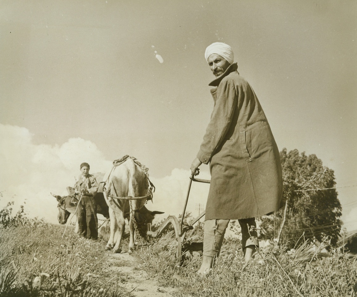 Ploughing Algerian Fields, 6/2/1943. Algeria—His head wrapped for protection from the hot sun, this Algerian farmer stands behind his old fashioned plough, drawn by a team of oxen, on a hilltop on the outskirts of Algiers. Ahead of him, a small boy drives the team across the high, sandy slope. Passed by Army censors. Credit: ACME;