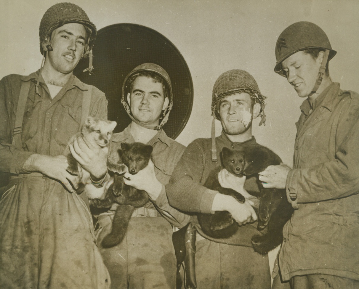NOT FOXY ENOUGH, 9/13/1943. Four soldiers who participated in the Allied invasion of Jap-deserted Kiska Island hold four baby blue foxes they found in a hole in rocks on Segula, a small island a short distance from Kiska. The foxes weren’t foxy enough to avoid capture. The men are (L-R) Sgt. Marshall B. Brooks, of Shreveport, La.; Ray Burton, a Canadian soldier from Richmond Hill, Ontario, Canada; Sgt. Robert G. Johnson, of Bloominton, Ind.; and Sgt. Herman W. Grae, of San Antonio, Tex. The foxes were named Winken, Blinken, Stinken, and Nod.Credit: Acme;