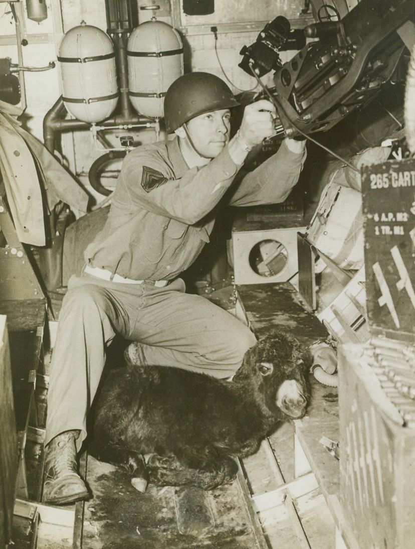 High-Flying Mascot 9/10/1943. England – Looking just the least bit frightened, “Lady Moe” curls up on the floor of the Flying Fortress “The Miracle Tribe” as T/Sgt. H.J. Amacker mans the bomber’s waist gun. Lady Moe, a donkey, is the mascot of the plane’s crew, who purchased her from an Arab for 400 francs. Credit: ACME;