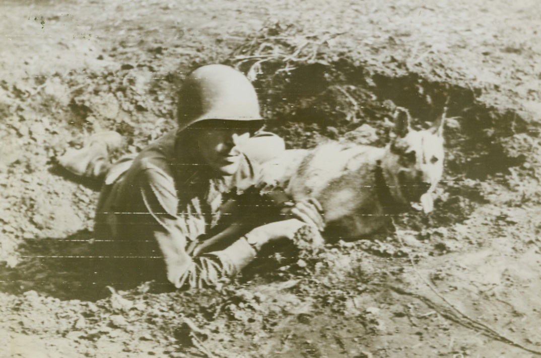 WAR-WISE POOCH, 10/30/1943. SOMEWHERE IN ITALY—“Il Duce”, who accompanies his master Lt. Eugene Phillips, of Royston, Ga., into battle, is a foxy fox-hole dweller these days, for he previously lost part of his ear in battle. The mascot knows enough to keep his head down and peer cautiously over the edge of the shelter, in Italy, as a result of the injury which has won him the recommendation of a Purple Heart award. “Il Duce” bears the honorary rank of Second Lieutenant for his sterling qualities of a soldier he possesses in spite of being found in a German-Italian legation in North Africa.Credit: Acme photo by Bert Brandt, War Pool Correspondent, via U.S. Army Signal Corps radiotelephoto;