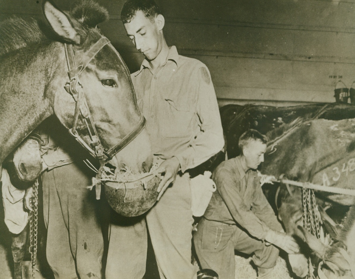 Necessity is the Mother of Invention, 10/27/1943. Sicily—Like the famed Jeep, the GI helmet is proving its versatility. During the loading of mules of an army unit onto LST boats at Palermo, Pvt. Harris feeds a mule from the helmet. Mules in background are being lined up and tied for shipping. Credit: Signal Corps photo from ACME.;
