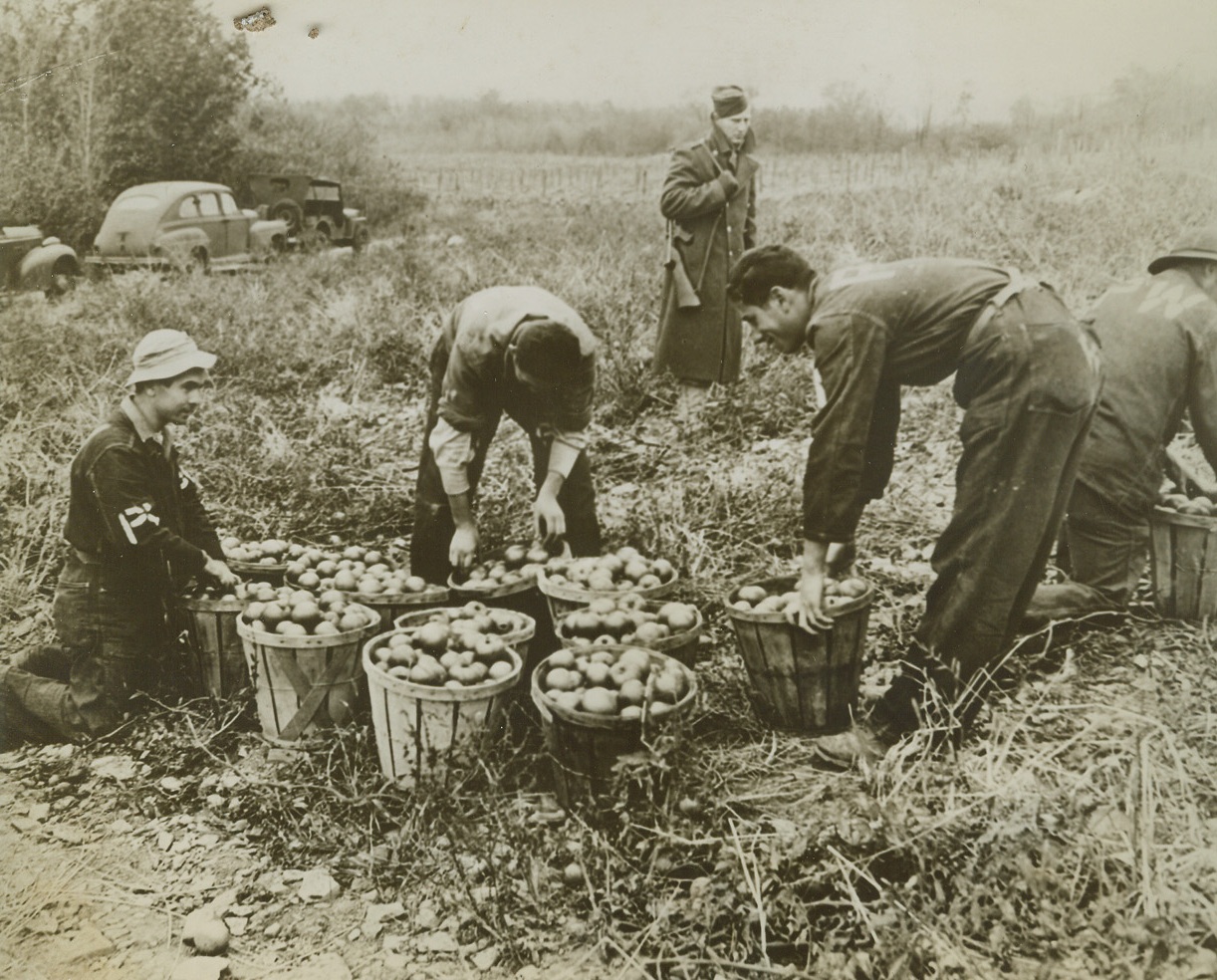 Italian Prisoners Put to Work on Farms, 10/25/1943. FREDONIA, N.Y. -- Italian prisoners of war make no trouble for their armed Yank guard as they harvest a late tomato crop on the William Russo farm near Fredonia, Chautaqu County, N.Y. Several groups of the ex-Mussolini fighters are helping relieve the manpower shortages in rural America this year.  Credit Line (ACME);