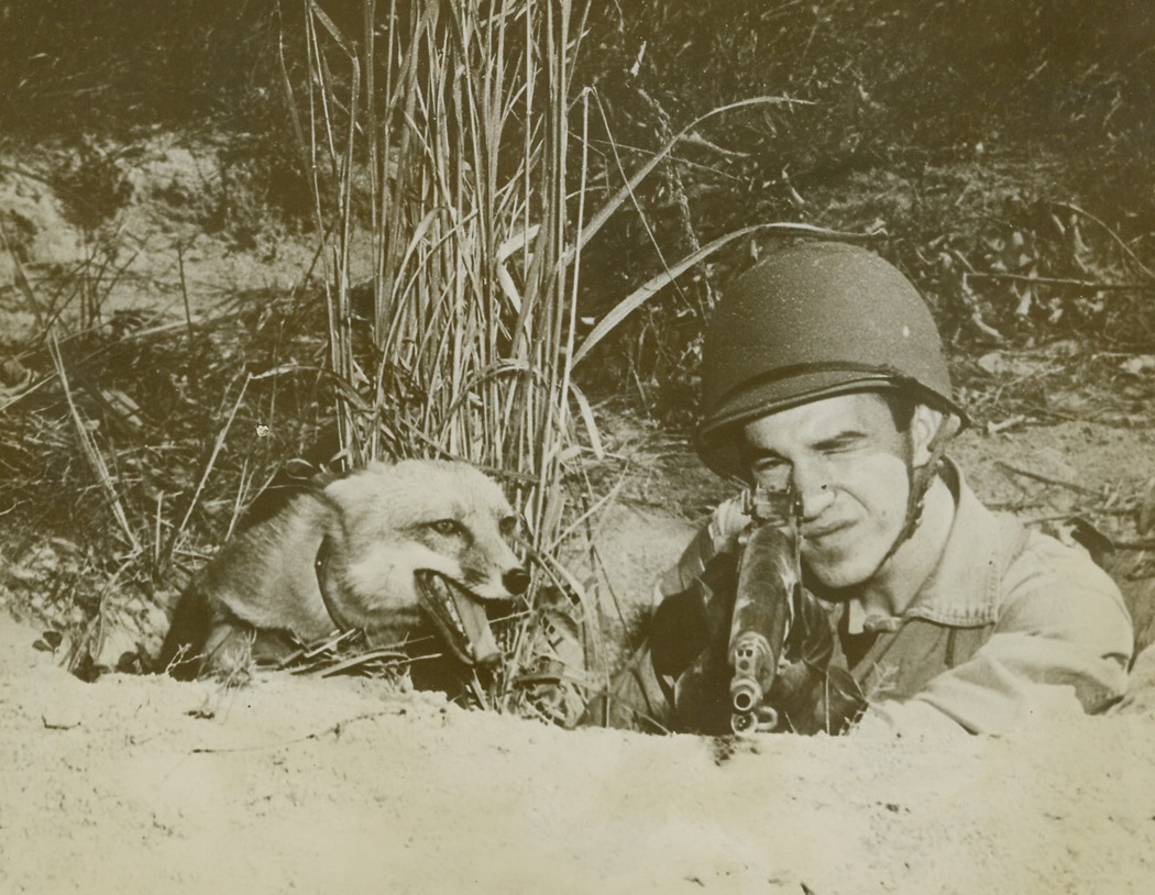 Come Into My Fox Hole, 10/15/1943. Quantico, VA—Rusty the Red Fox should be at home in the fox-hole of his master Pvt. Harry W. Weber, 19, Skouhegan, Me., who aims his rifle in the field of Quantico, Va. Marine base. Rusty is a pet of Pvt. Weber and watches the shooting with proud interest. Credit: U.S. Marine Corps photo from ACME.;