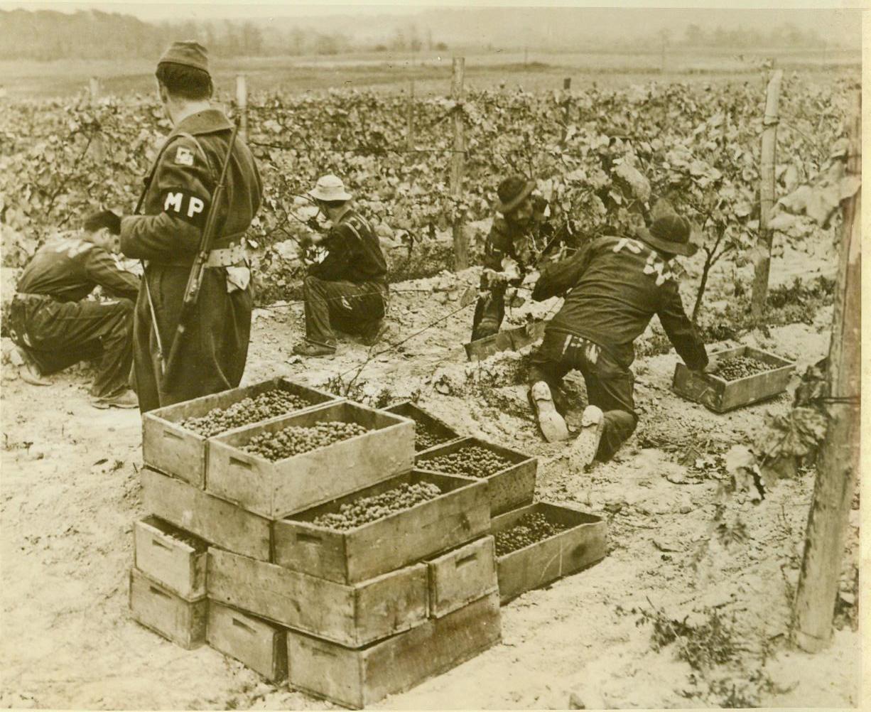 A Crop They Know Well, 10/25/1943. Fredonia, N.Y. – The Italian Prisoners of War, helping harvest grapes on the William Russo farm near Fredonia, N.Y., receive 80 cents a day for their labor as compared with their pay of 26 cnts per day in the Fascist Army. From his earnings, each prisoner receives a credit of $3.00 per month at the Camp Canteen, and the rest will be handed to him when he is freed by Allied victory. 10/25/43 ACME;