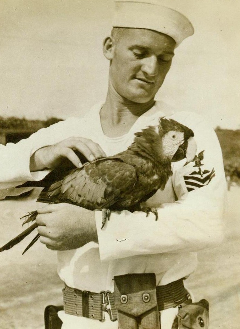 Duration Pet, 10/29/1943. Bahamas – Raymond Perry, Aviation Machinist’s Mate ICL., of Wilsondale, W.Va., is worrying about the United States law barring the entrance of Macaws into the nation. He guesses “Mike” will have to be a duration pet and a companion for the rest of his stay at a Naval Air Station on a lonely Bahamas Island, which we received from the British in exchange for destroyers 10/29/43 (ACME);