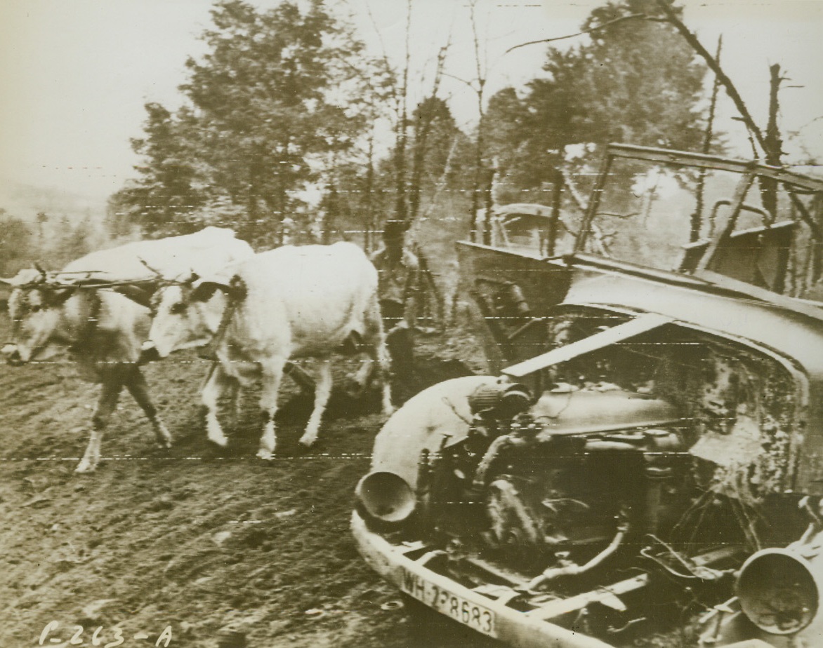 BUSINESS “AS USUAL”, 11/4/1943. An Italian farmer, whose land has been cleared of Germans by the Allies, wastes no time in getting about the all-important business of producing food. Not even the wreckage ofa blasted Nazi troop carrier, (right), deters him from his work. Somehow, the devastation of battle has spared him his two white oxen, which pull his plow.Credit: Acme photo by Bert Brandt for the War Picture Pool via Army radiotelephoto;