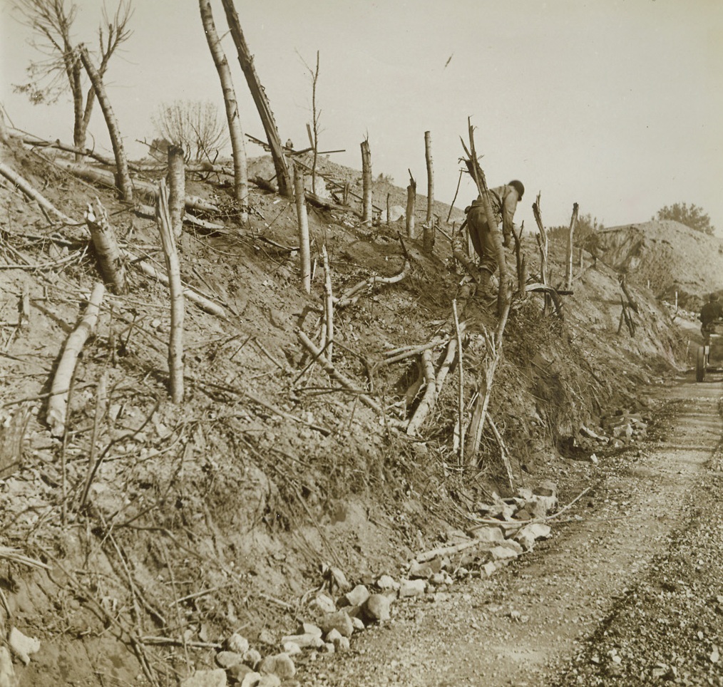 THE WAR PASSED, HERE, 11/23/1943. WITH THE 5TH ARMY IN ITALY—All the grass was seared from this hillside, and only gaunt, shattered stubs remain of the trees that once shaded the spot, after bitter warfare had passed over and beyond this sector of the Italian Front. A soldier gathers firewood among the shattered stumps. Credit Line (ACME Photo by Bert Brandt for the War Picture Pool);