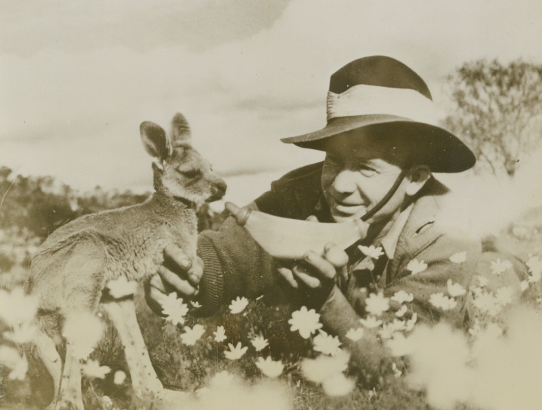 Bottle Baby, 11/4/1943. Australia – Expression on the face of “George” seems to repudiate any juncture with the bottle of milk held in the hand of Australian sapper A. P. Roberts. Nonetheless, the orphaned three-months-old baby kangaroo is thriving on the diet furnished by his artificial mother. Credit: ACME;