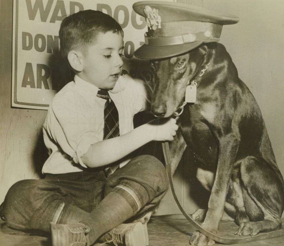 So Long Soldier, and Good Luck . . . 11/22/1943. Philadelphia, Pa.—6-year-old Robert Murray finds it hard to say goodbye to his 18-months-old Doberman Pinscher “Baron,” but “Baron” must go as he has joined the canine branch of warfare by becoming a member of “Dogs for Defense.” Robert bravely says his “so long and good luck” and hopes for a speedy end to hostilities, so that “Baron” can come marching home again.Credit: ACME.;