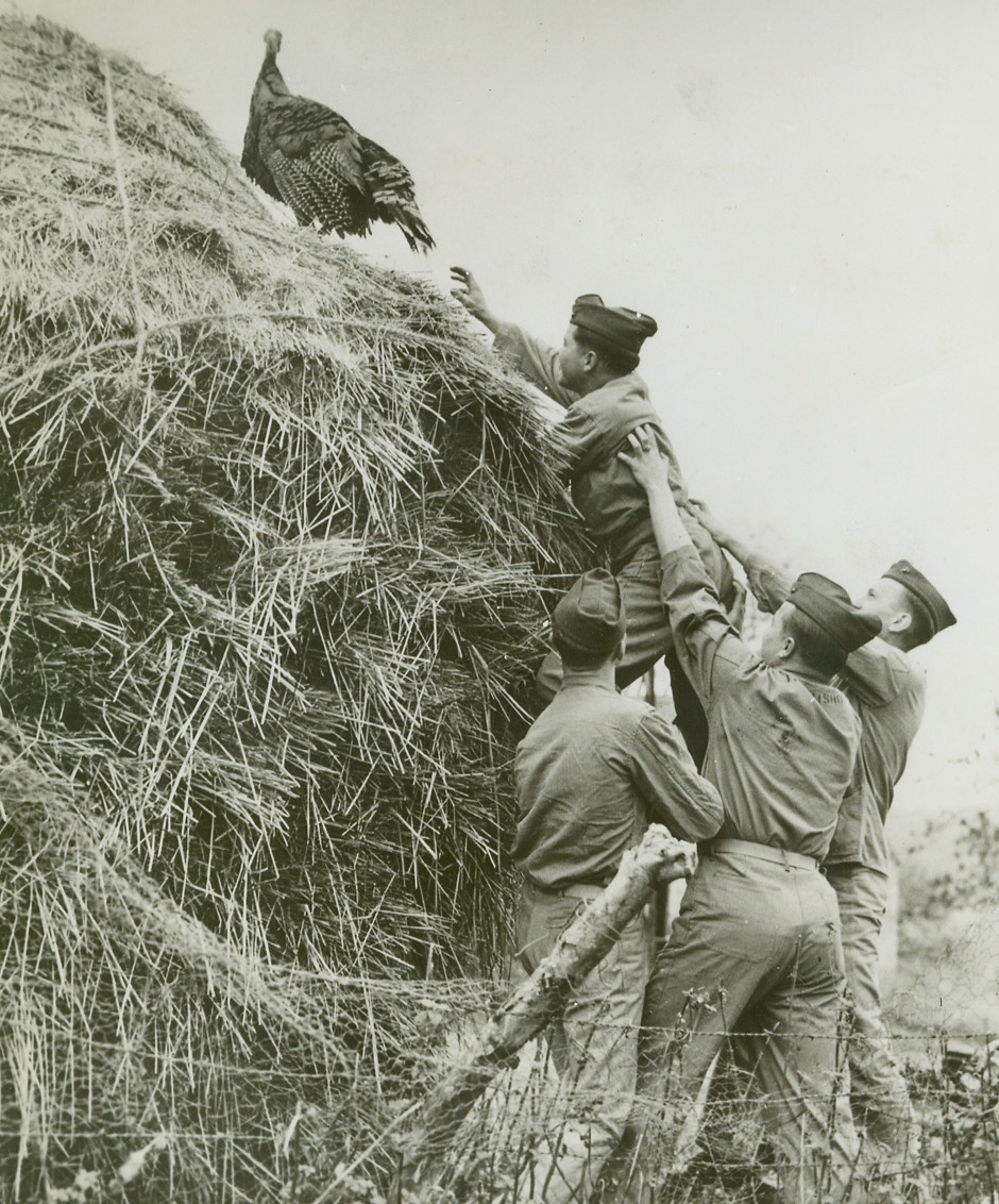 TURKEY IN THE STRAW, 12/24/1943. LONDONDERRY, NORTHERN IRELAND—It’s “catch-me-if-you-can” for this poor bird as he tries to evade a group of Yanks in Londonderry, who are going after their Christmas Dinner “on the hoof”. Pfc James E. Fuller of Bothan, Ala., starts up the haystack after the bird, with assistance from: Pfc Alfred V. Samson, New Bedford, Mass.; Cpl Jesse C. McConnell, Clayton, Ga.; and Pfc John a Hermanski, Ipswich, Mass. The boys are Marines.Credit: U.S. Marine Corps photo from Acme;