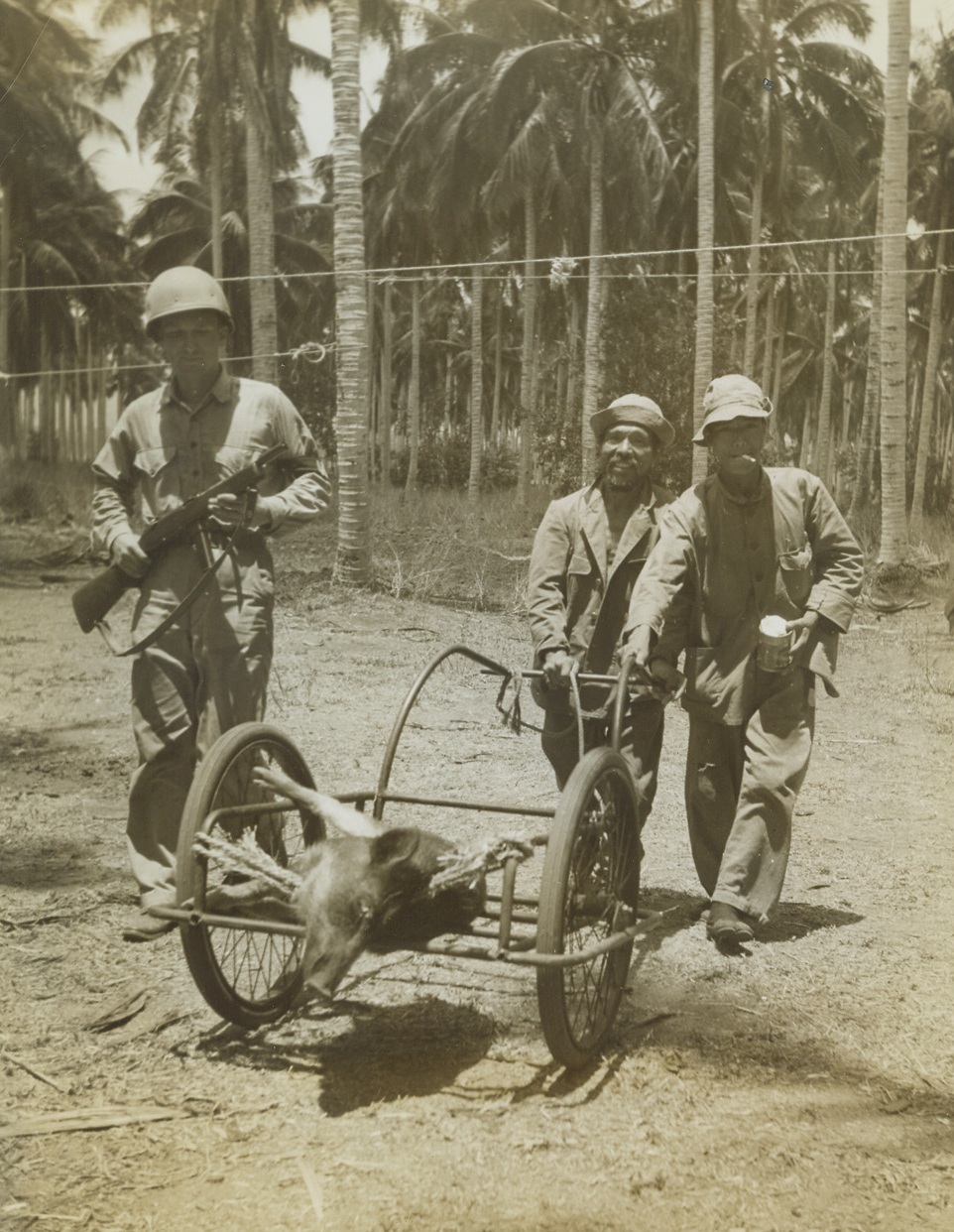 GUADALCANAL MARINES BRINGING HOME THE BACON, 10/14/1942. GUADALCANAL, SOLOMON ISLANDS—This remarkable photo indicates something of the daily life of U.S. Marines tenaciously defending their gains and advancing still more on Guadalcanal. Private M. G. Wiggins provides an armed escort for this wil pig, which he bagged near the Marine camp here. It provided his mates and himself with a welcome feed of fresh meat. Credit: Acme;