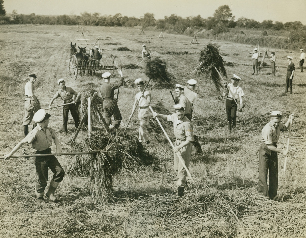 BRITISH SAILORS HARVEST AMERICAN CROPS, 10/23/1942. English sailors, on leave from a British man o’war in a U.S.  Navy yard for refitting, lend a hand by harvesting hay on a Virginia farm, where farm labor is at a premium.  The British Navy would not allow them to accept pay, but they were royally treated as they spent their leave in American country homes.Credit: Acme;