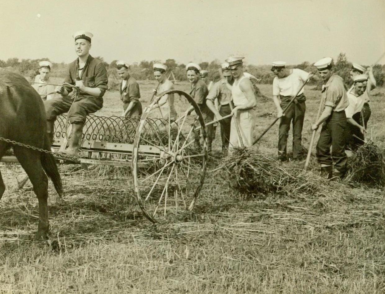 BRITISH SAILORS HARVEST AMERICAN CROPS, 10/23/1942. English sailors, on leave from a British Man o’ War that is in a U.S. Navy shipyard for refitting, harvest hay as they lend a hand to a Virginia farmer sorely in need of farm labor. Many of the sailors had been at sea for two years and found it a real treat to be ashore again. Credit: ACME;