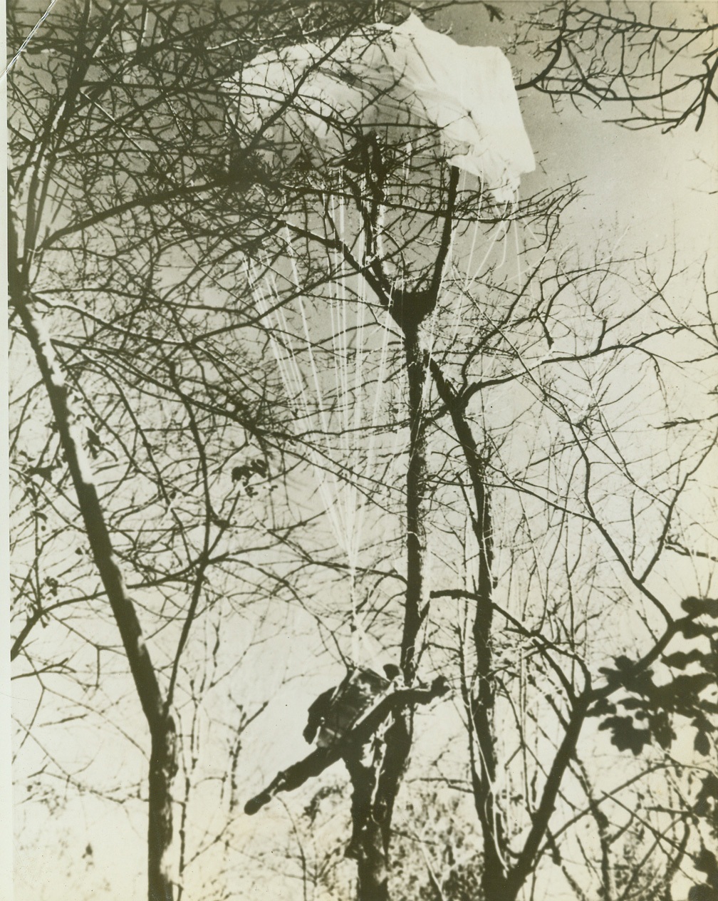Unhappy Landing, 5/6/1942. New River, N.C.—Here’s the unhappy landing in a tree of a paramarine—Sgt. Roland F. Kachinski of Chicago—during maneuvers of the 1st Parachute Battalion of the U.S. Marine Corps at this extensive training base. Like all paramarines, the sergeant is trained to step out of a plane at an extremely low altitude; to fight with fist, knee, knife or gun. Credit: U.S. Marine Corps photo, ACME.;