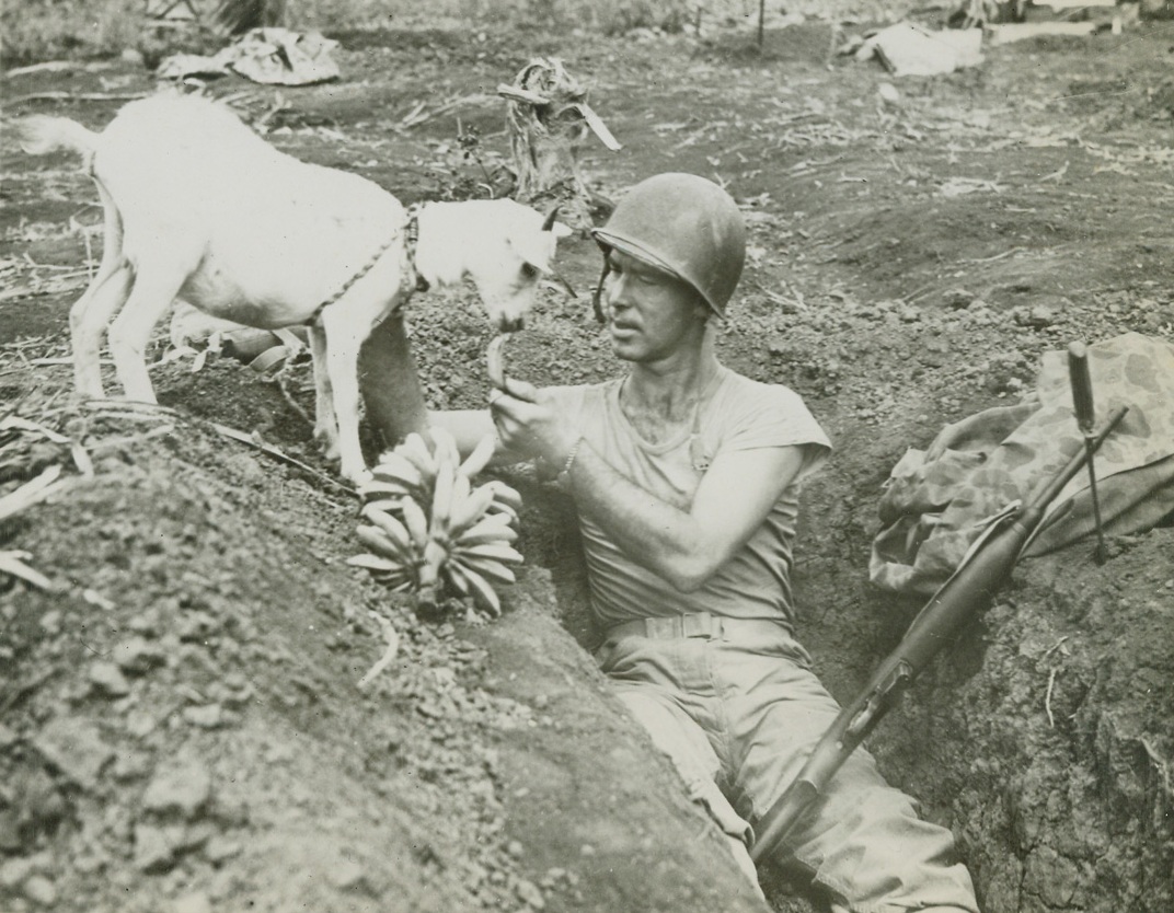 Says the Nanny to the G.I. – “What’s Cookin’?”, 10/17/1944. Saipan – Acting 1st Sgt. Neal Shober, 30, Fort Wayne, Ind., a veteran of Guadalcanal and Tarawa, feeds a visitor to his foxhole in Saipan one of the native goats that survived the bombardment. Official U.S. Marine Corps photo from (ACME);