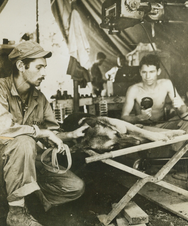 Wounded Dog Completes Mission, 2/12/1944. Bougainville – A Marine Corps messenger dog with a bullet in his spine lies quietly on a cot in the Bougainville sick bay while a Navy Corpsman X-rays him.  Shot by a Jap sniper while carrying a message, the German Shepherd completed his mission and was rushed to the hospital.  Doctors could not remove the bullet without sacrificing his life.Credit Line (U.S. Marine Corps photo from ACME);