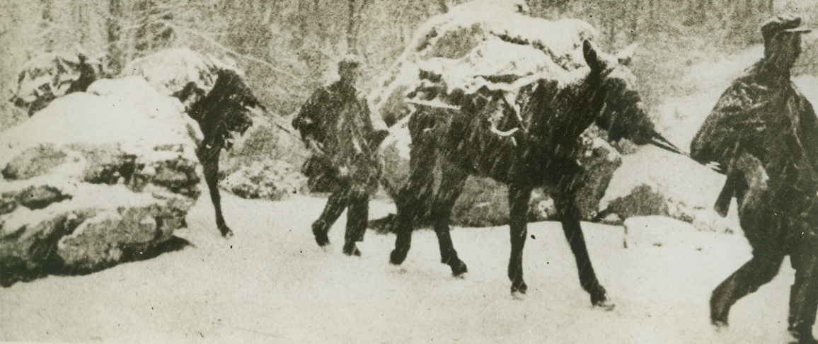 That Nasty Russian Winter Again, 2/2/1944. SOMEWHERE ON THE RUSSIAN FRONT—That nasty old man, the Russian winter, is bringing nightmares in the daytime to Hitler’s soldiers again. Ill clad and almost blinded by the snow, the hapless Nazis retreat, leading their pack mules back from the central Soviet front. Photo obtained through a neutral source.Credit: ACME;
