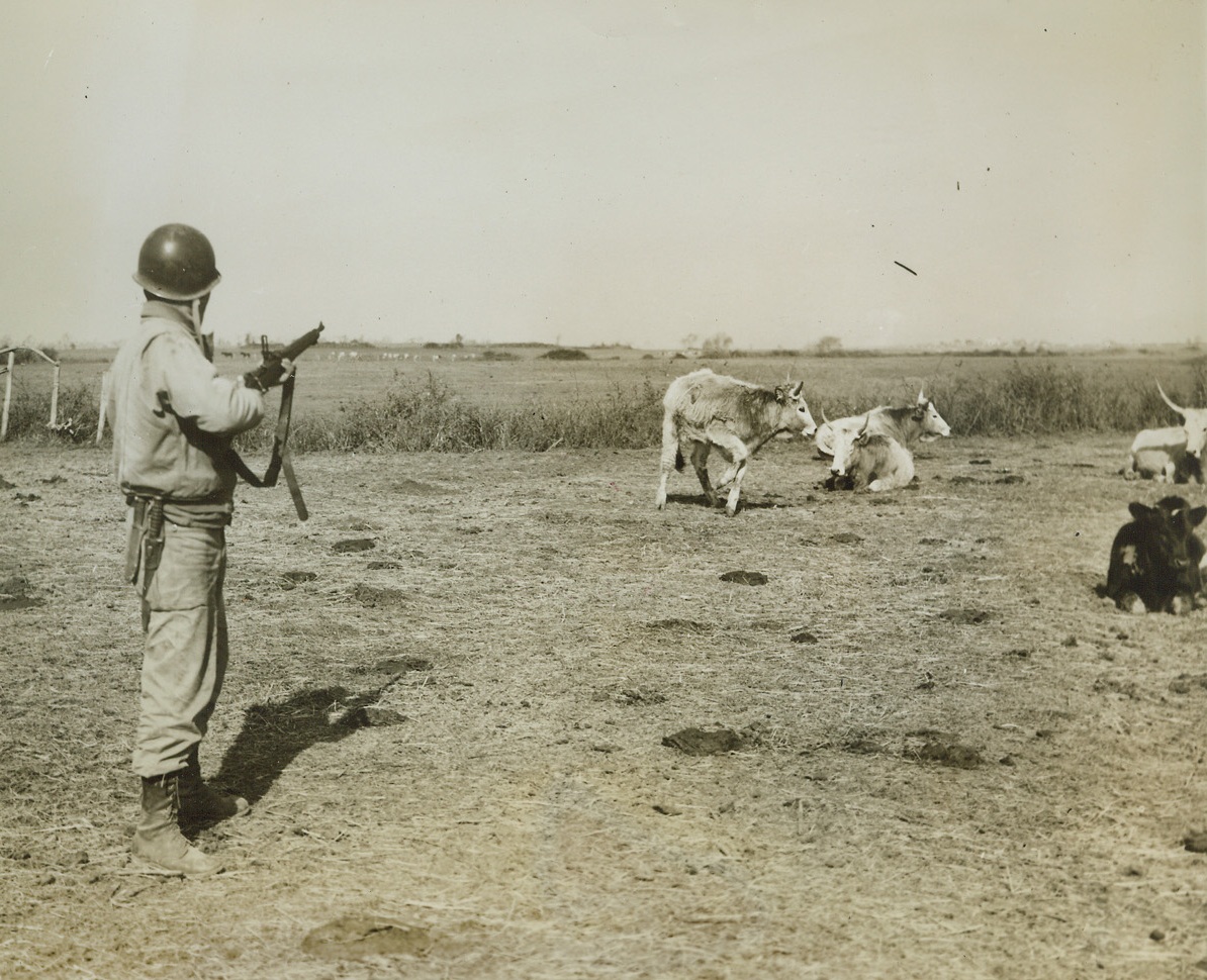 HUNTING FOOD INSTEAD OF NAZIS, 3/8/1944. ITALY—Pvt. Ralph hardman, of Connor, Ga., spots a young bull in a herd of cattle and gets his rifle into position for the kill. He took time off from hunting Nazis because he and his buddies bought the animal from an Italian farmer in the Anzio-Nettuno area to provide a change of diet and relief from the monotonous “C” rations. Credit: Acme photo by Charles Seawood, War Pool Correspondent;