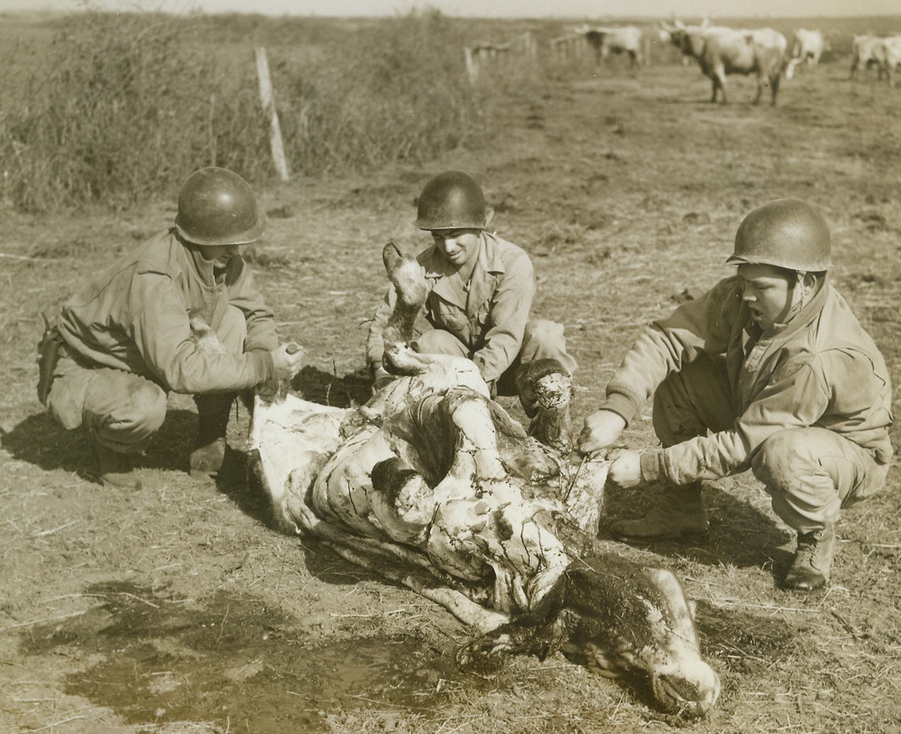 SLAUGHTER AT THE FRONT, 3/8/1944. ITALY—Several U.S. soldiers in the Anzio-Nettuno area bought a young bull from an Italian farmer to provide a change from “C” rations. After killing the animal with a rifleshot, Pvt. Ralph Hardman, Connor, Ga., helps Sgt. James Carroll, Walton, Okla., and Pvt. John Swigert, Baltimore, Md., clean and dress the animal. Only a few miles away are the Germans and the front lines. Killing was done to the accompaniment of incoming and outgoing shellfire. Credit: Acme photo by Charles Seawood, War Pool Correspondent;