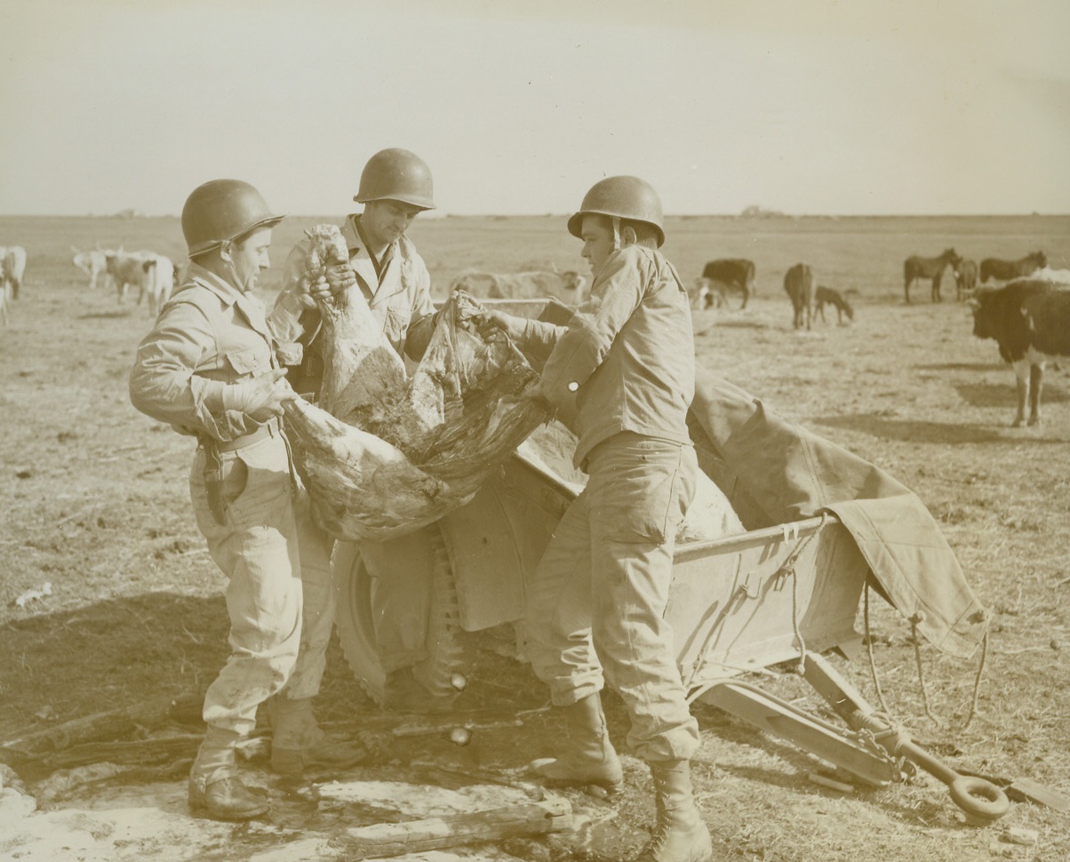 A CHANGE FROM “C” RATIONS, 3/8/1944. ITALY—G.I.’s fighting in the Anzio-Nettuno beachhead area get a little weary of “C” rations so a group of them purchased a young bull from an Italian farmer to provide a change of diet. After killing and dressing the animal, three soldiers load the welcome beef into a trailer headed for a mess kitchen. Credit: Acme photo by Charles Seawood, War Pool Correspondent;