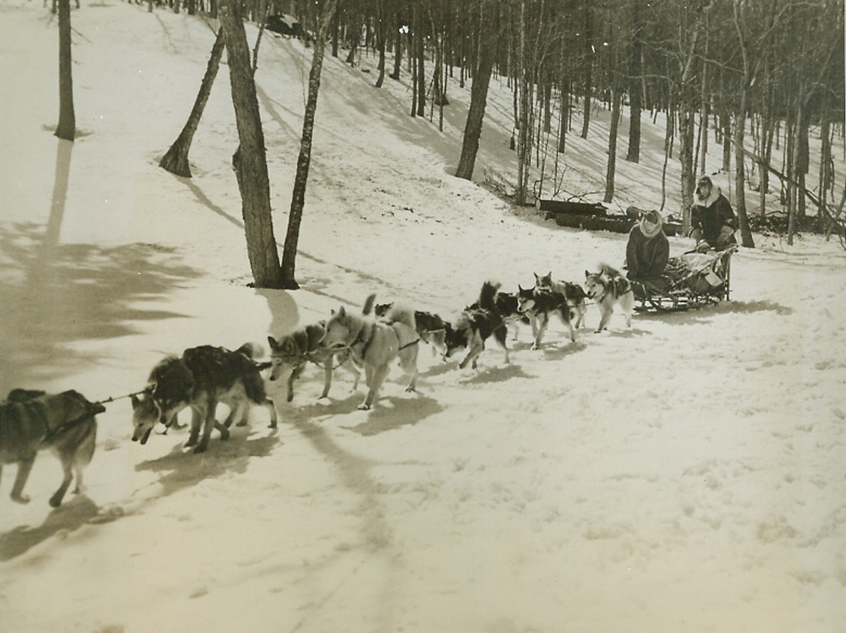 Rescuing Crashed Fliers in the North, 3/7/1944. Manchester, N.H.—To rescue pilots and crewmen of planes forced down in Artic or semi-Artic country, the search and rescue section of the North Atlantic wing of the Air Transport Command has been organized. Equipped and trained to cover difficult terrain in all kinds of weather, the base camps of the section are always ready to answer calls for assistance. This series of photos taken at a search and rescue section base camp at Manchester shows how a crashed flier is rescued. While this was not an actual case of answering a distress call, the instance was carefully staged to follow the procedure of a typical rescue. Using a dog team and a sled, a rescue team starts out to locate and rescue the flier who has been forced down. Credit: ACME.;