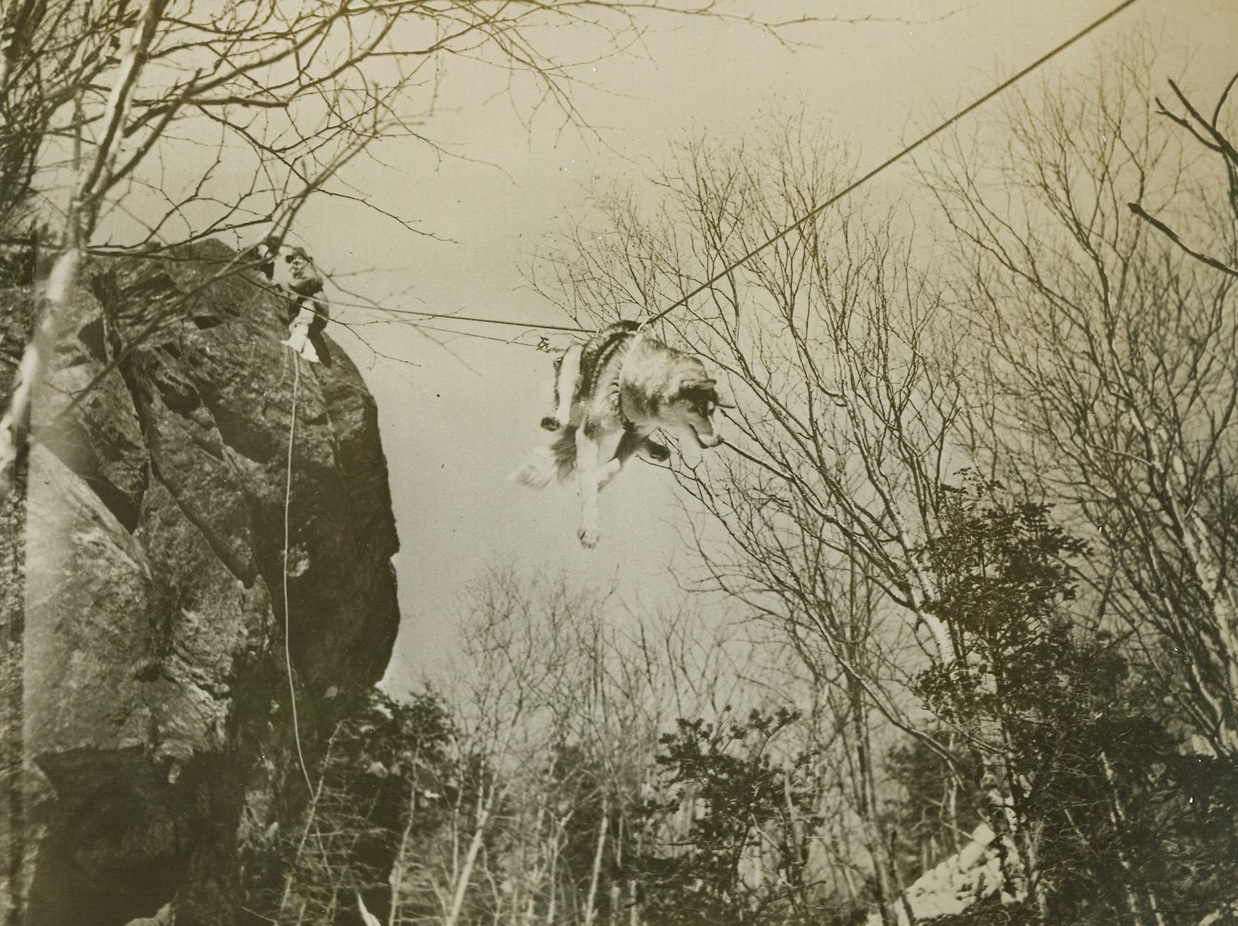 Rescuing Crashed Fliers in the North, 3/7/1944. Manchester, New Hampshire -- To rescue pilots and crewmen of planes forced down in arctic or semi-arctic country, the Search and Rescue section of the North Atlantic Wing of the Air Transport Command has been organized. Equipped and trained to cover difficult terrain in all kinds of weather, the base camps of the section are always ready to answer call for assistance. This series of photos taken at a Search and Rescue section base camp at Manchester shows how a crashed flier is rescued. While this was not an actual case of answering a distress call, the instance was carefully staged to follow the procedure of a typical rescue.  New York Bureau Now the Siberian Husky dogs are sent down the rope to lower ground. When dogs, sled and “injured” man have been lowered, the party (now augmented by a second rescue party brought to the scene by a portable radio), sets off for the base. Credit: ACM;