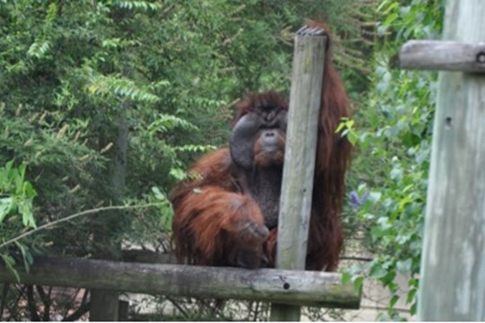 Male orangutan now on exhibit at Little Rock Zoo)
