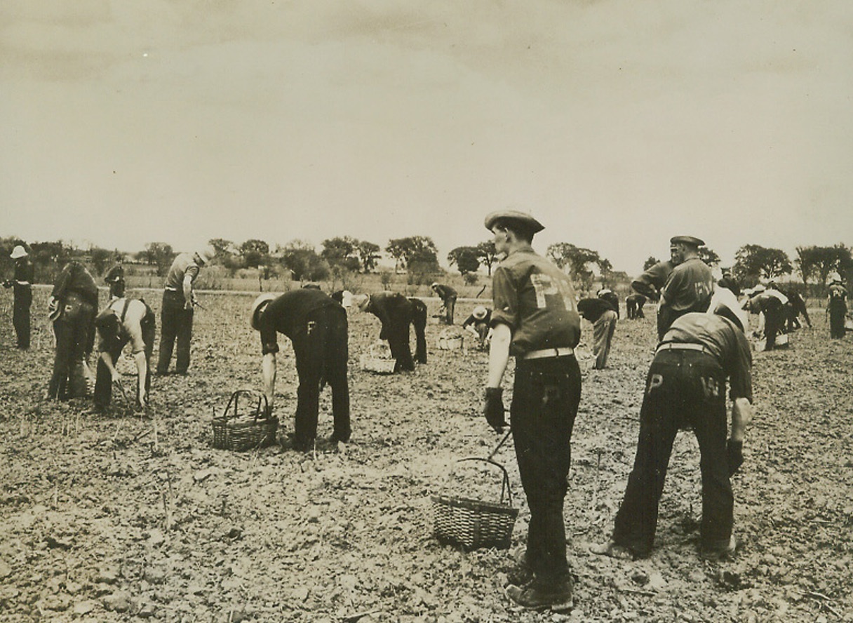 Nazis Work in Illinois Fields, 5/26/1944. Hoopeston, Ill.—Clearly marked with the initials P.W. (prisoner of war), these Germans work in the fields around Hoopeston, Ill., segregated from civilians except for a few supervisors who instruct them in cutting asparagus. Braches of prisoner of war camps have also been set up in the vicinities of Gibson City, Rossville, and Millford, Ill., where the men work in vegetable fields and canneries. Credit: Camp Ellis ASTPC Photo from ACME.;