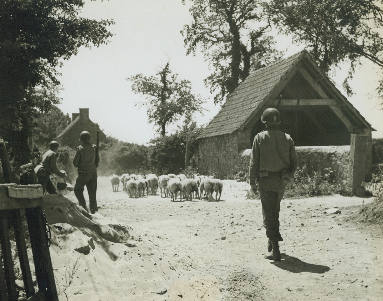 Herdsmen in Uniform, 6/28/1944. France – Men of the invasion troops in France have to be jacks-of-all-trades. Here, near the Cherbourg front, soldiers steer a herd of sheep away from their bivouac area. Credit: ACME photo by Bert Brandt, War Pool Correspondent;