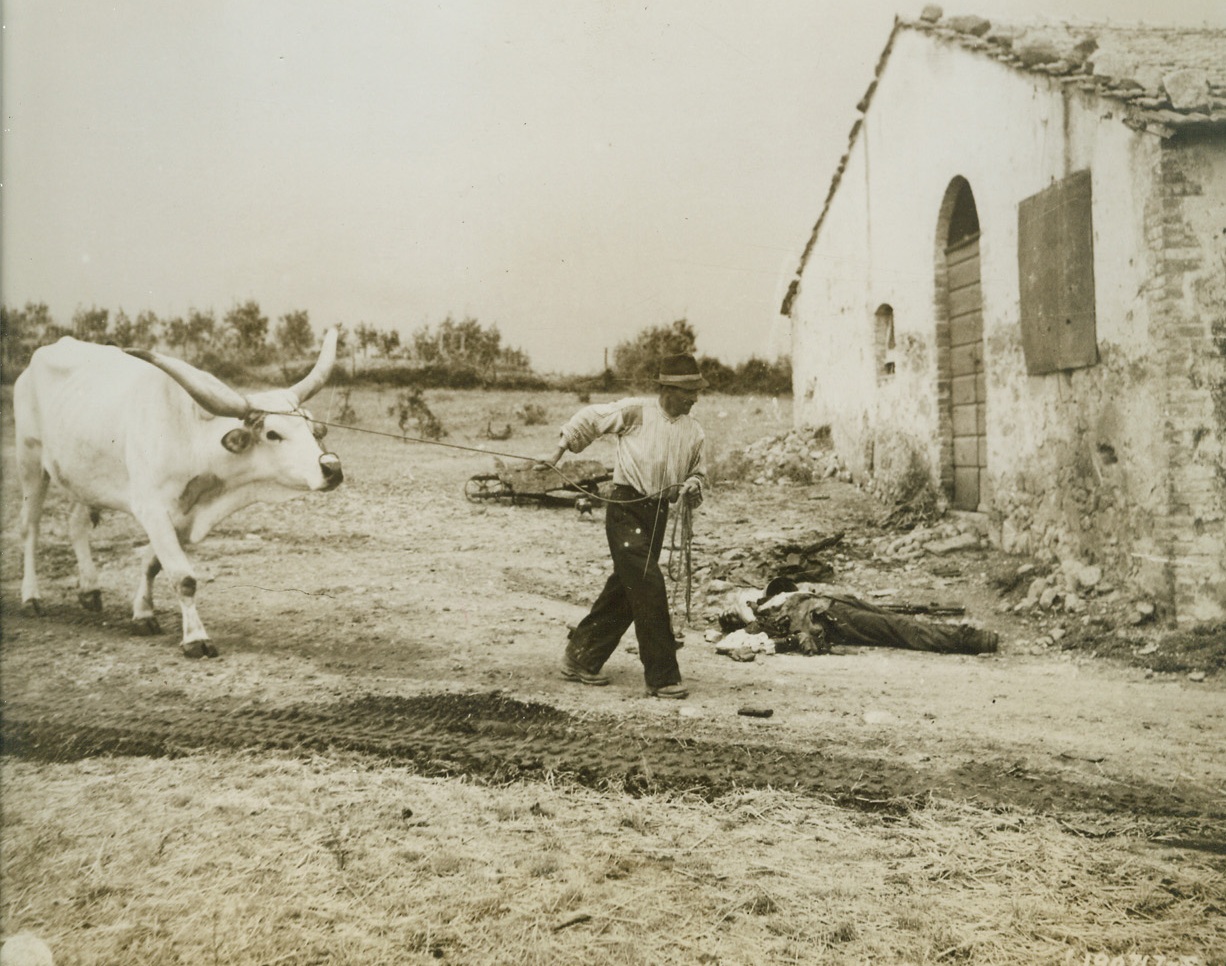 Hardened to War, 7/3/1944. GROSSETO, ITALY—War or no war, the domestic duties must go on, and this Italian Framer, calloused after living so long in the midst of battle, calmly leads his ox past a dead German lying on the ground near his farmhouse. Tank tracks in the foreground indicate that his homestead was probably a battle area not so long ago.  Credit:  ACME.;
