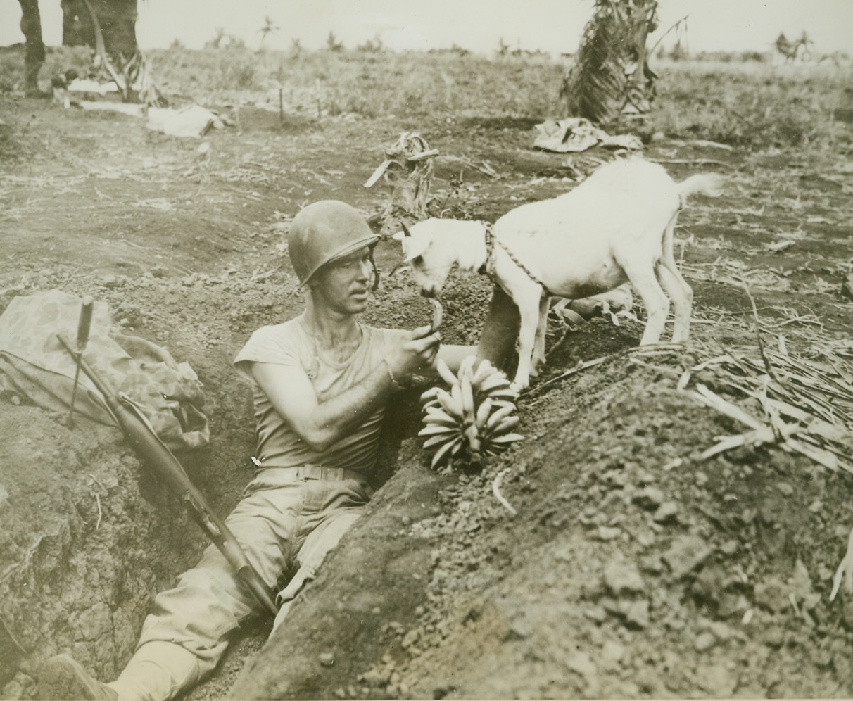 Gee Whiz! Bananas!, 7/3/1944. Saipan, Mariana Is. - - The way this goat is nibbling indifferently at the bananas being fed him by Marine 1st/Sgt. Neil I. Shober, Ft. Wayne, Ind., just goes to show that the animal doesn’t appreciate the finer things in life.  Sgt. Shober, a veteran of Guadalcanal and Tabawa, participated in the Marine invasion of Jap-held Saipan.Credit Line (Official Marine Corps photo from ACME);