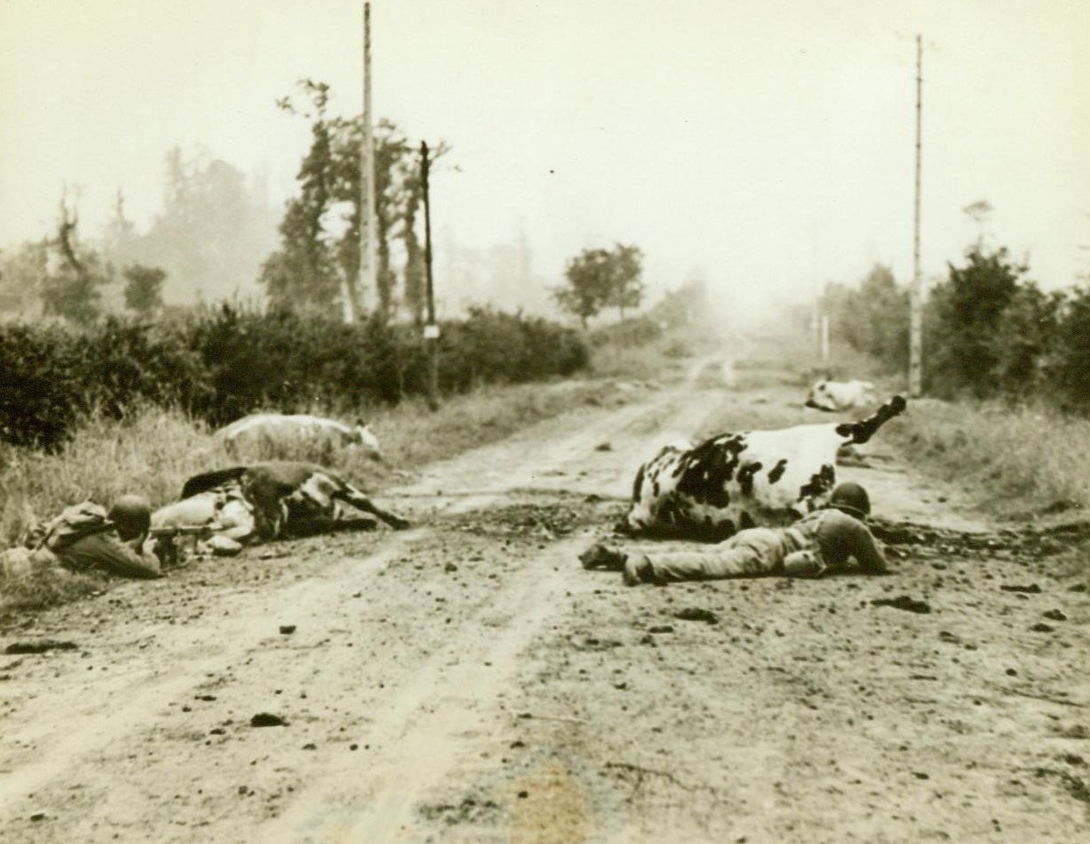 Dead Cattle Provide Cover For Yanks, 7/22/1944. France -- Two Yank soldiers duck low behind the bodies of dead cattle as shells whine over their heads on the road to Periers. Bitter fighting all the way featured the battle for the important city of St. Lo. Americans had to beat Germans back from Periers to achieve their objective. 7/22/44 (ACME);