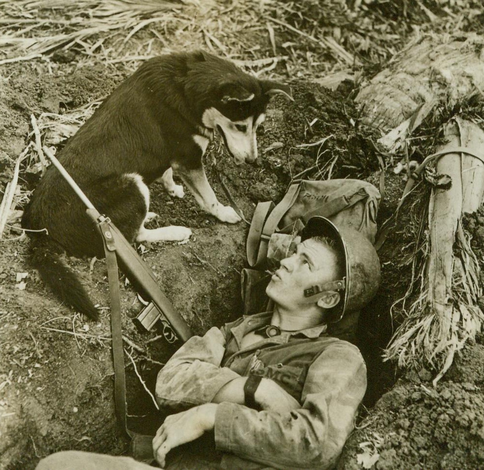 How About Moving Over, Bud?, 8/8/1944. GUAM - This Husky, of the War Scouting Dogs, looks like he'd like a little share of that foxhole, comfortably occupied by a U.S. Marine on Guam. Dogs are valuable scouts for the leathernecks during the daytime, and excellent outposts at night.;