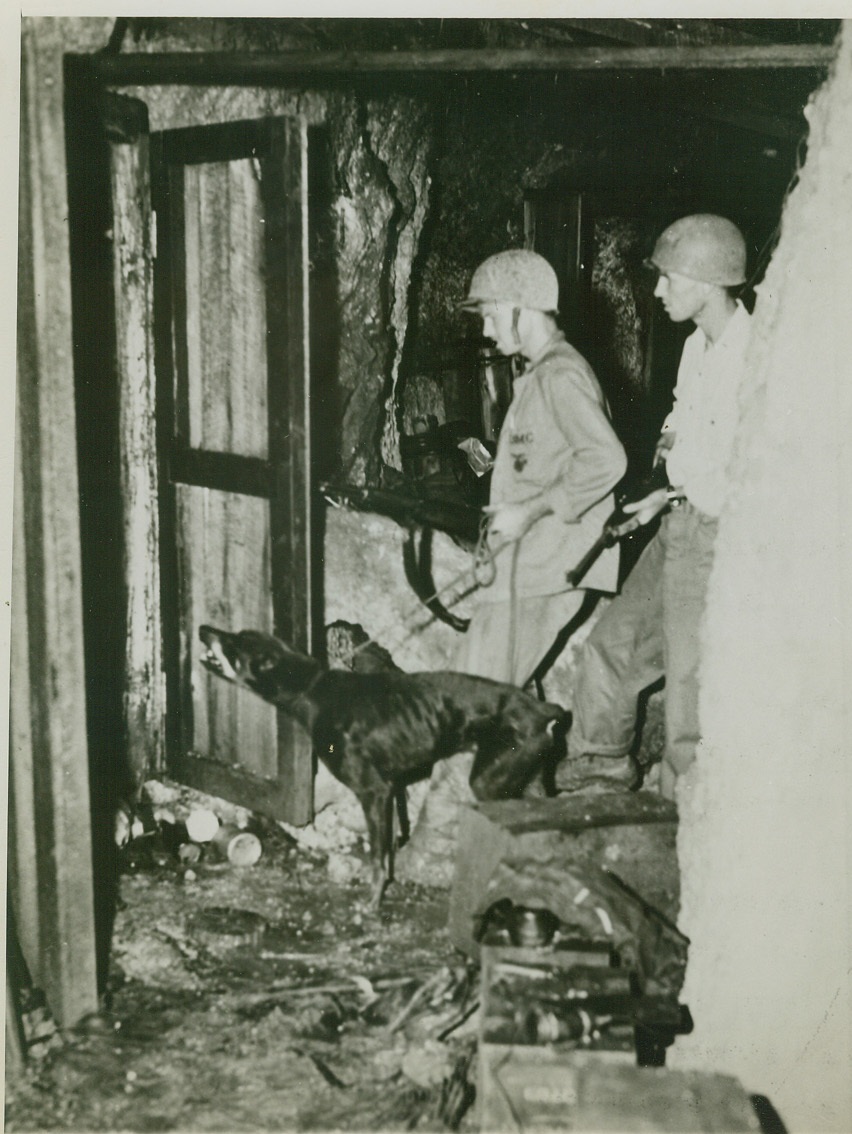 “Butch” Ferrets the Japs on Guam, 9/14/1944. Tumon Bay, Guam—(delayed)—“Butch,” a vicious leatherneck Doberman Pinscher belonging to Walter Dippling, Chicago, is specifically credited with bringing 10 Japs to their death and in aiding in the capture of many more. On Guam, accompanied by his handler Marine PFC Keith F. Schaible, Detroit, Mich., and Marine First Lt. William T. Taylor, (with rifle) Union, LA., commander of the war dog unit, “Butch” is seen going into the elaborately maintained Japanese command post cave on the outskirts of Agana. Some of these caves, connected by passageways, extended into the ground for 100 yards or more. Credit: Marine Corps photo from ACME.;