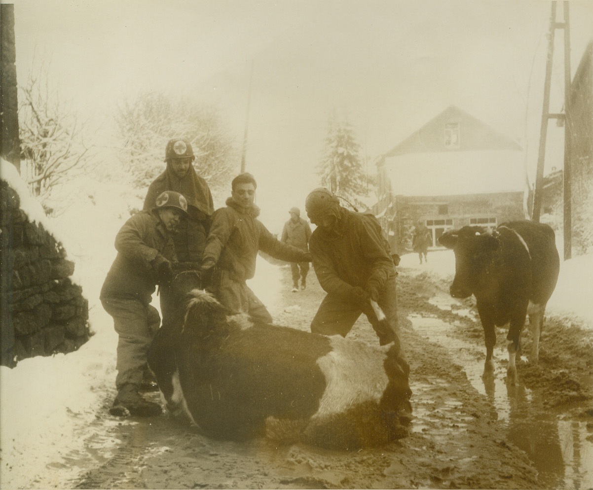 Bovine is Bottleneck for Yank Troops, 1/14/1945. Tri-Le-Cheslaing, Belgium – Performing what may be termed an extra-curricular duty, medical corpsmen of the US 1st Army pull and tug this reluctant cow, placidly sitting in the middle of the slushy road leading from Tri-Le-Cheslaing. Behind them, troops are waiting to advance into the Grandmenil Area. Photo by Harold Siegman, ACME War Pool Correspondent Credit (ACME);