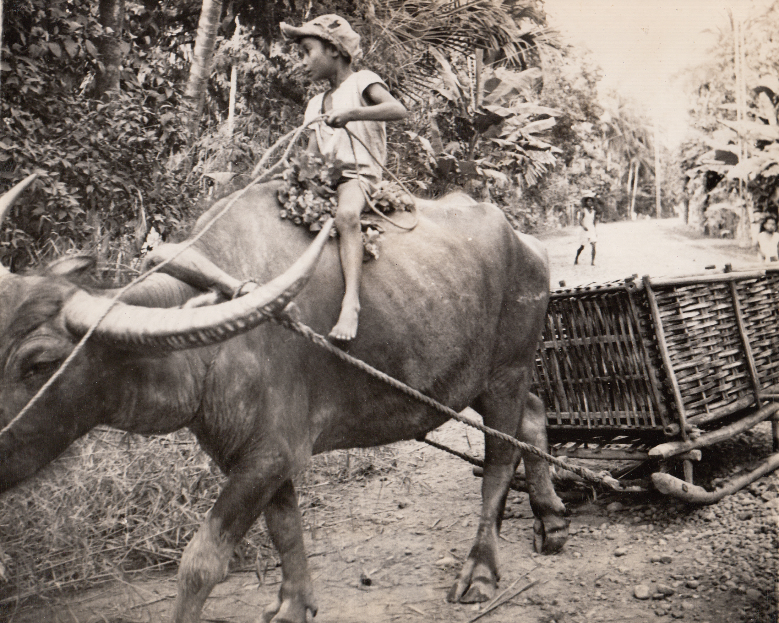 Travels in Style, 1/23/1945. Luzon – Filipino lad sits astride a caribou, domesticated animal used on Luzon and all the Philippine Islands for transportation and hauling purposes.;