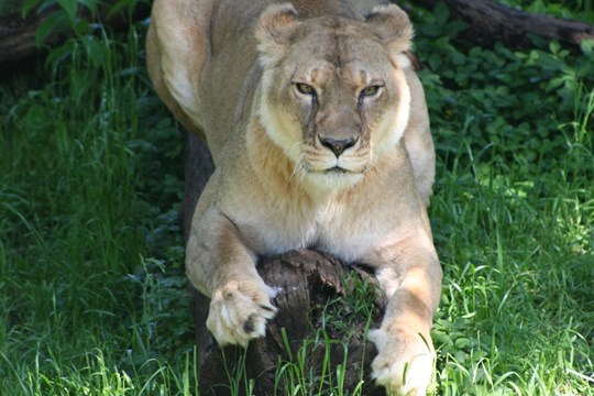 Zoo announces passing of eldest lioness)