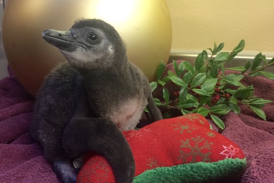 Little Rock Zoo welcomes penguin chick just in time for the holidays)