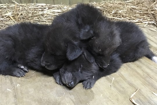 Zoo Welcomes Maned Wolf Pups)