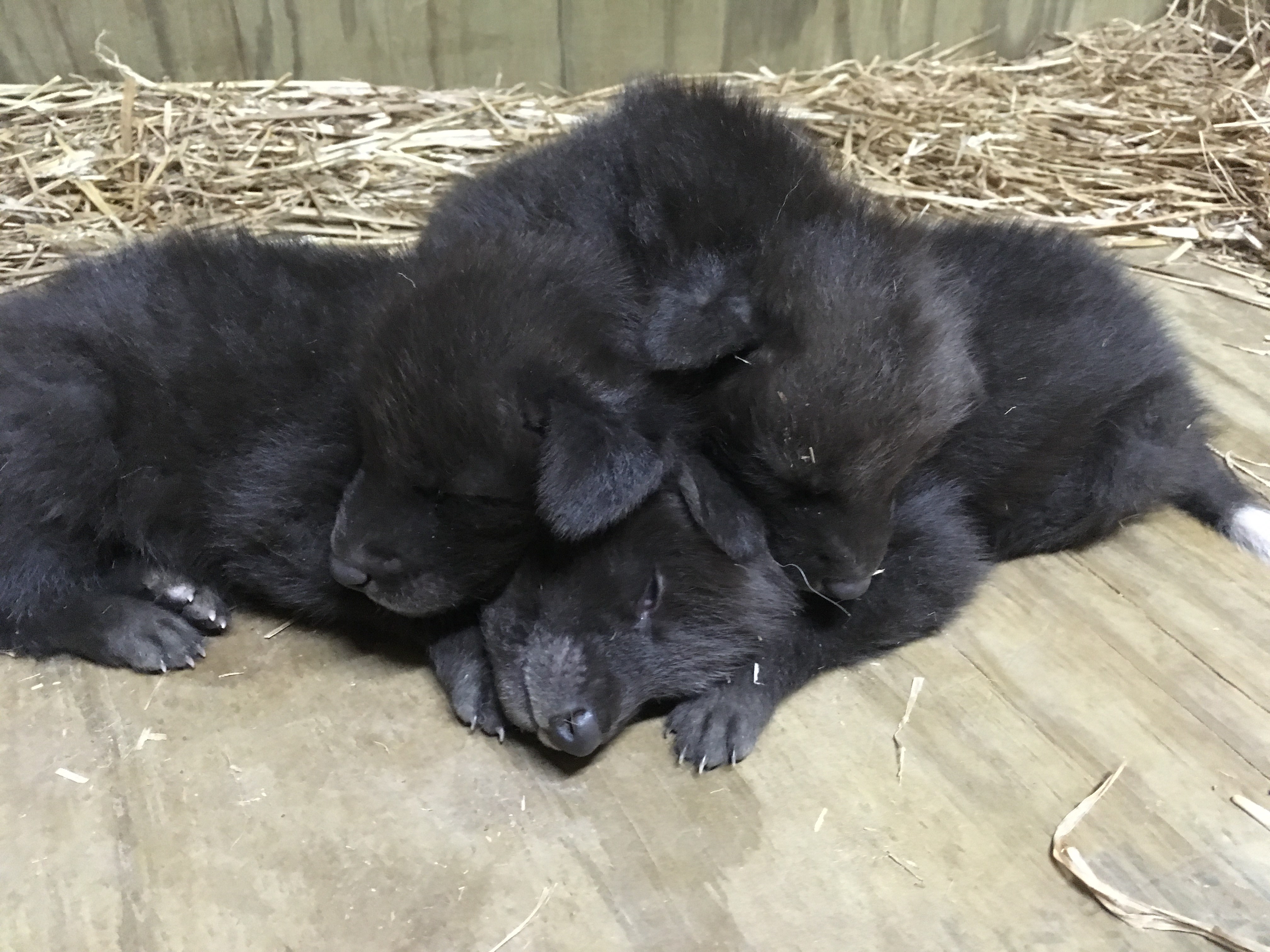 wolf pups